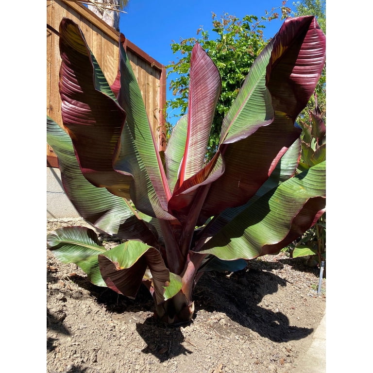 Daylily Nursery Ensete maurelii Red Abyssinian Banana Live Tree, Size: 4 inch pot