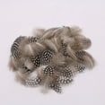 thumbnail image 3 of 50pcs Lots Dyed Guinea Hen Feather Chicken Feathers Craft, 3 of 7
