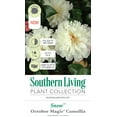 thumbnail image 2 of Southern Living October Magic Snow Camellia Live Shrub in 3-Gallon Grower Pot, 2 of 4
