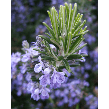 Rosemary Plants Live for Planting, Rosemary Live Plant Indoor Outdoor, 12 Inch Height