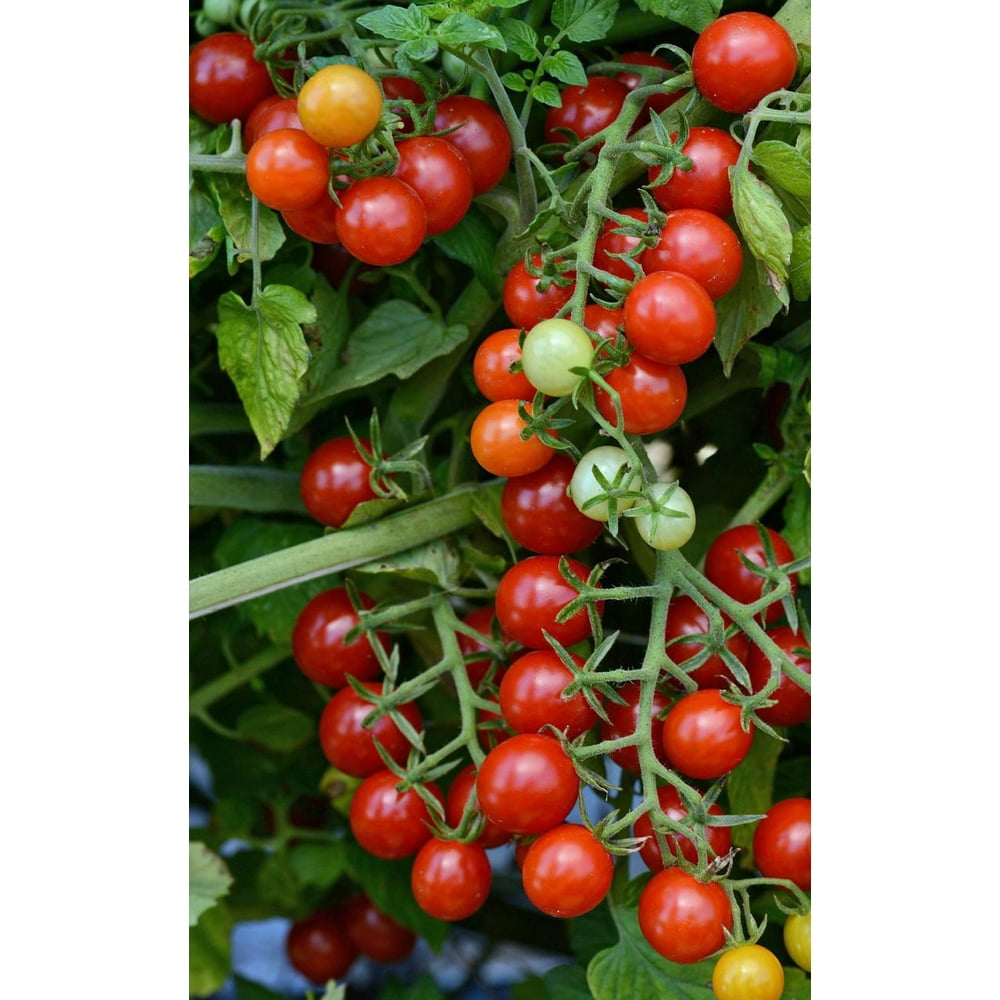 Candyland Red Small Fruited Tomato 10 Seeds Grape/Cherry Tomato