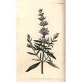 thumbnail image 2 of Hyssop  Hyssopus Officinalis Poster Print By ?? Florilegius Mary Evans, 2 of 2
