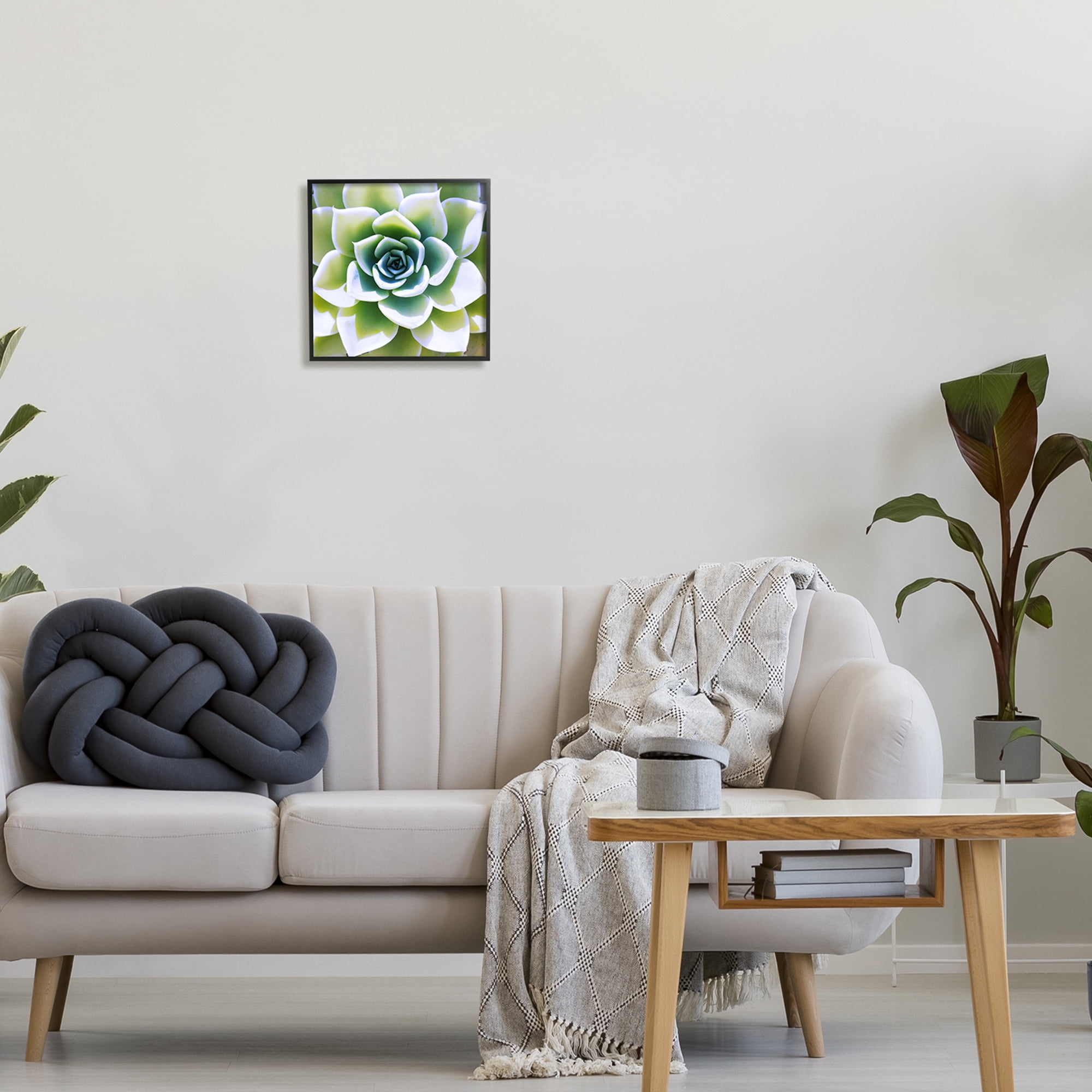 Stupell Green Succulent Nature Close Up Botanical & Floral Photography Black Framed Art Print Wall Art
