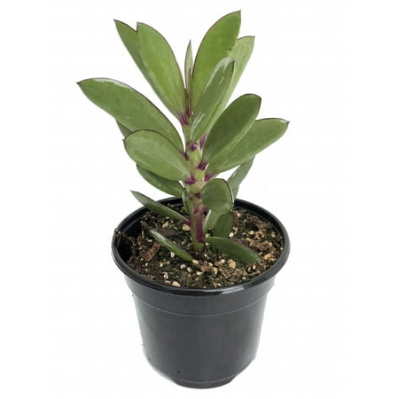 Vertical Leaf Succulent Plant - Senecio crassissimus -Easy House Plant- 4.5