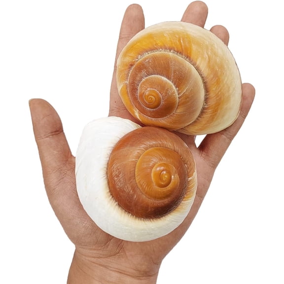 Sinkoo 2pcs Large Hermit Crab Shells 2.7~3.5Inch Natural Muffin Snail Sea Conch Opening Size 1"~1.5" Hermit Crab Supplies