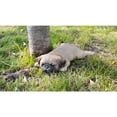 thumbnail image 2 of Hi- Line Gift 87710-L Pug Puppy Sleeping Pet Pals Statue, 2 of 7