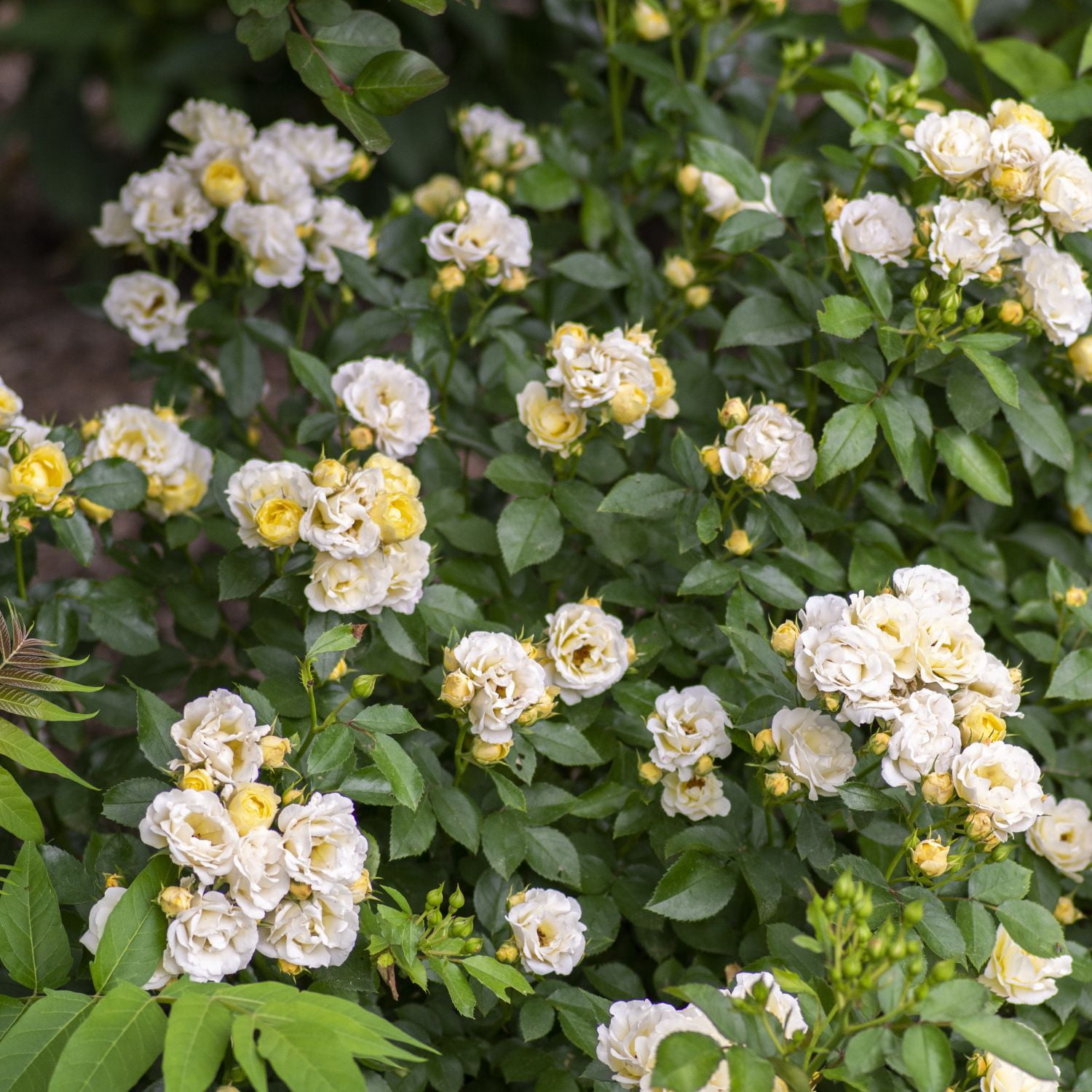 Popcorn Drift Rose (1 Gallon) Low-growing Yellow-White Blooming Groundcover Shrub - Full Sun Live Outdoor Plant