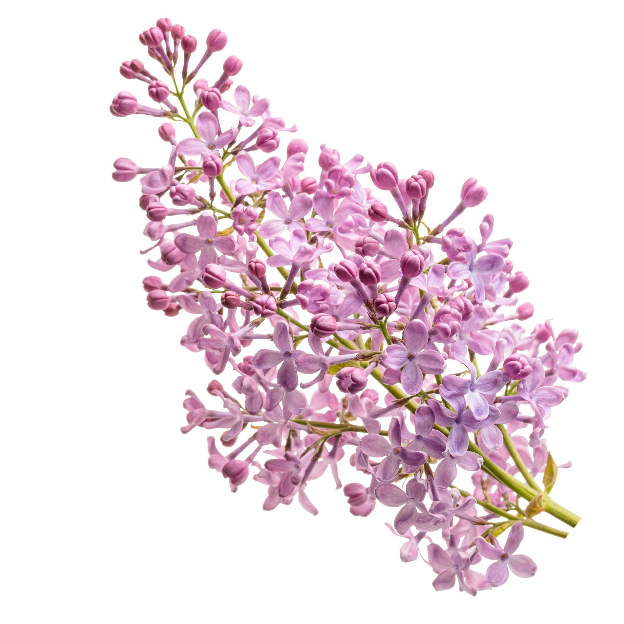 Proven Winners ColorChoice 5" Purple Scentara Pura Lilac Live Plant in 4.5" Pot (4 Count)
