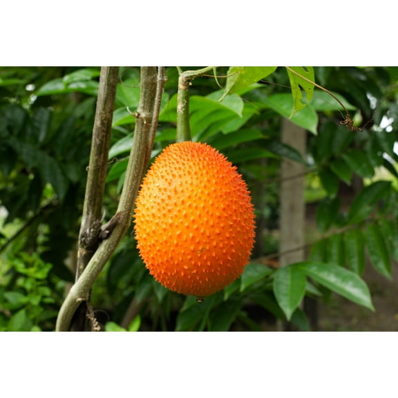 2 Seeds GAC FRUIT Gac Melon Vine Momordica Cochinchinensis Seeds