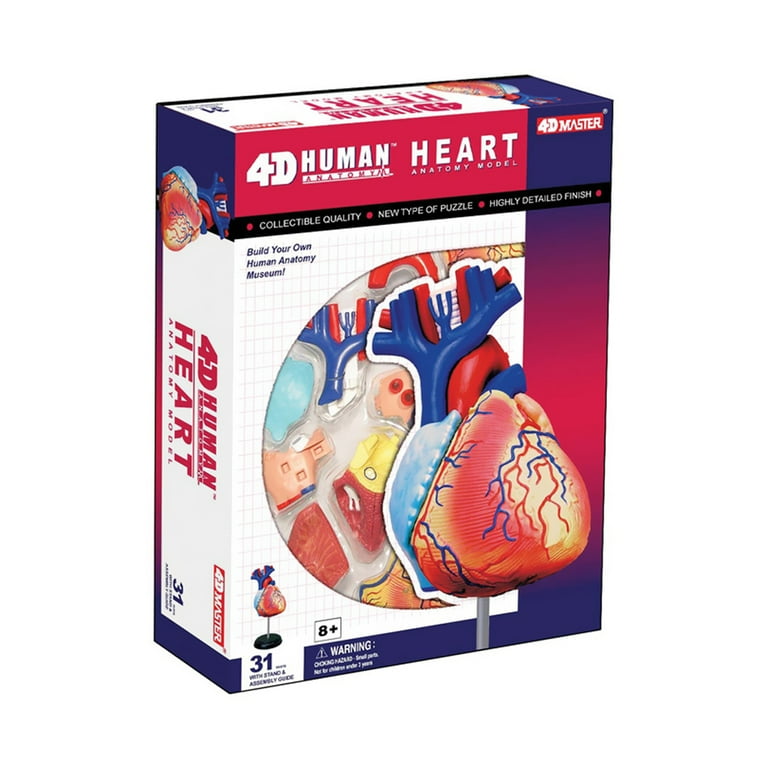 4D Human Heart Anatomy Model Science Kit - Walmart.com
