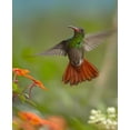 thumbnail image 2 of Fitzharris, Tim 26x31 White Modern Wood Framed Museum Art Print Titled - Rufous Tailed Hummingbird, 2 of 4