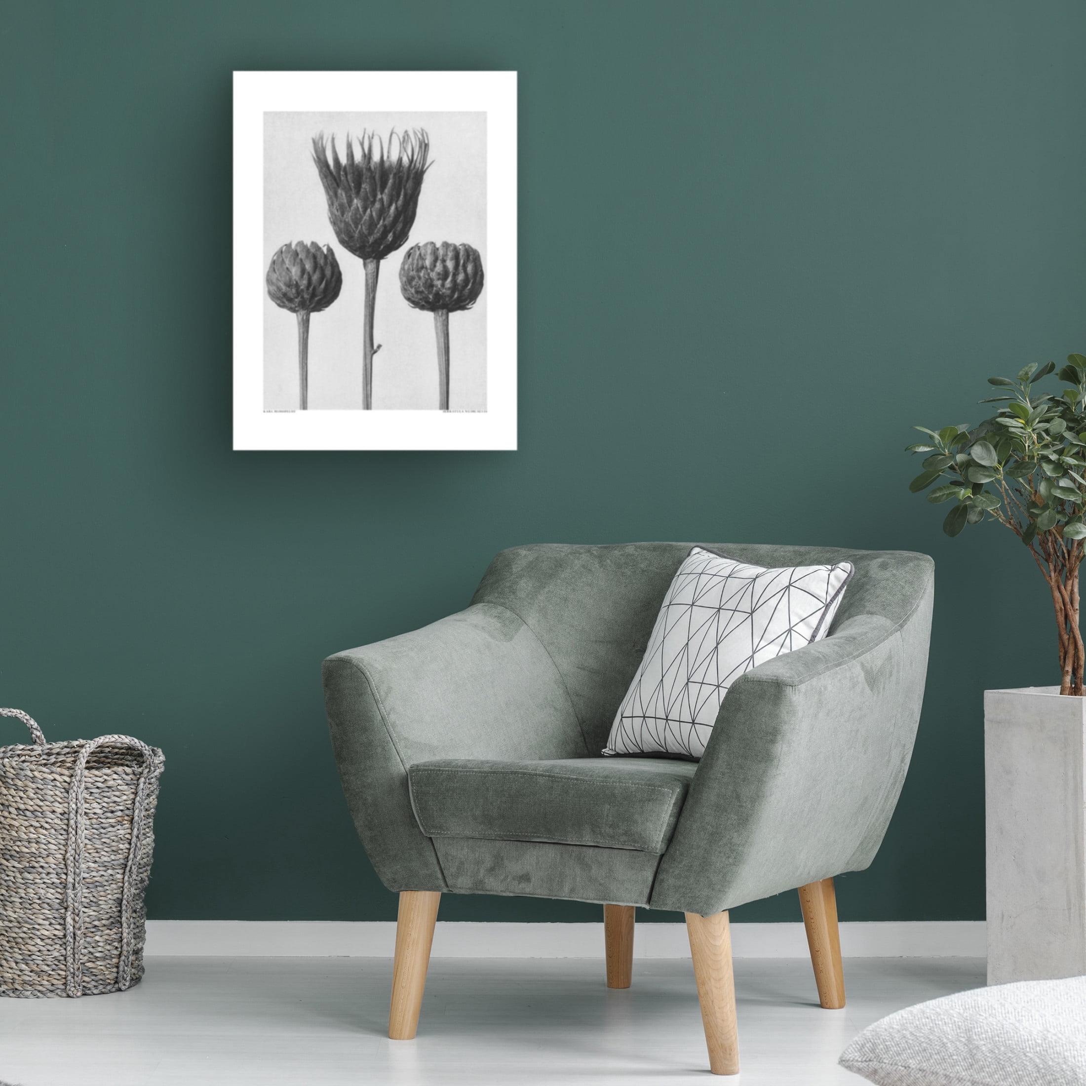 Trademark Fine Art Pictufy Serratula Nudicaulis Canvas Wall Art