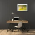thumbnail image 3 of Lord, Fred 18x13 White Modern Wood Framed Museum Art Print Titled - Colorado, Heeney Rufous hummingbird in flight, 3 of 4