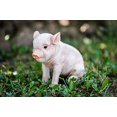 thumbnail image 1 of Hi-Line gift Ltd Sitting Baby Pig, 6", 1 of 1