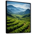thumbnail image 2 of Designart "Endless Fields Of Cuban Tobacco I" Cuba Floater Framed Canvas Art Print, 2 of 5