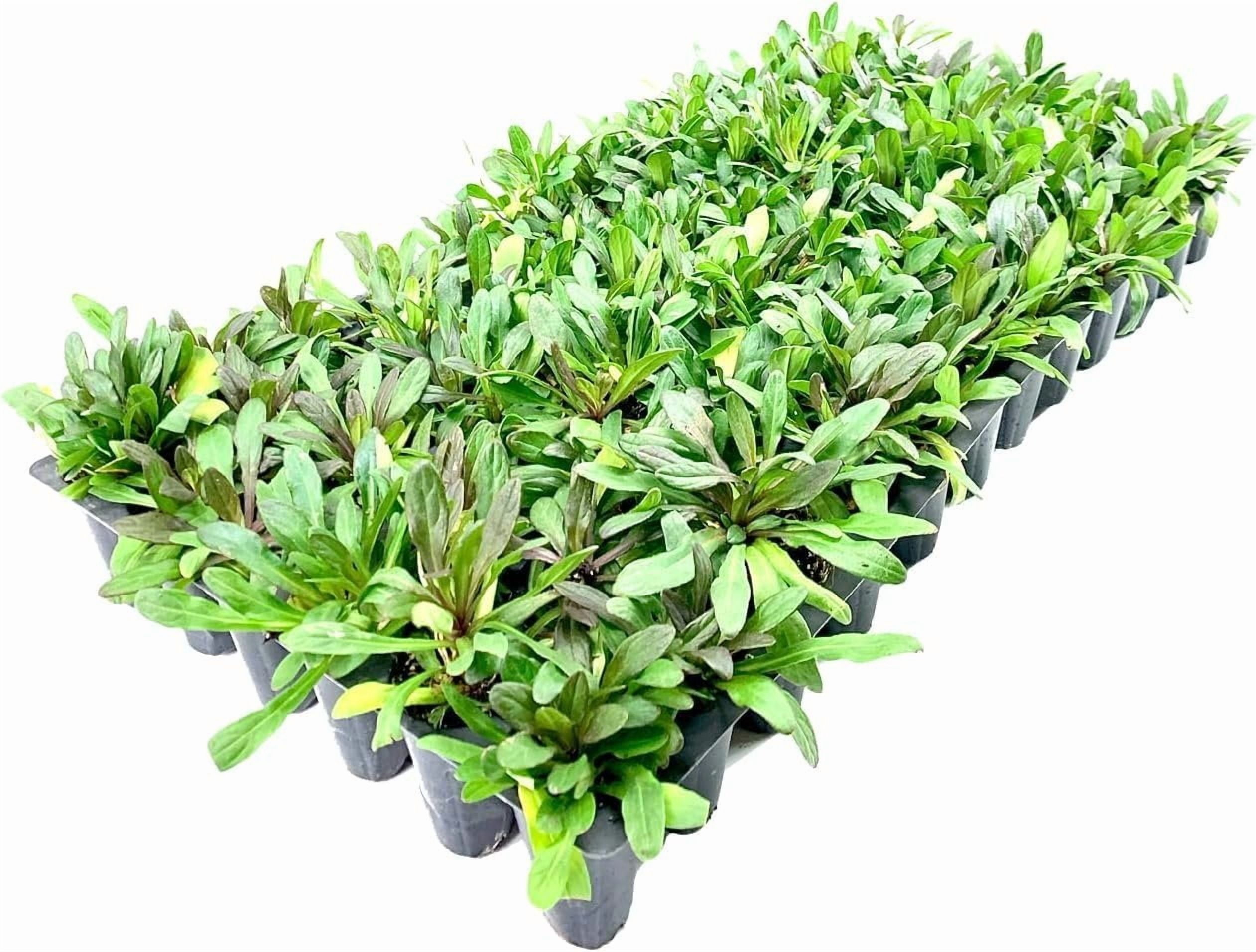Ajuga Reptans Chocolate Chip I 3 Live Plants  Dense Ground Cover Plant with Miniature Dark Foliage, Perfect for Gardens, Borders, & Shaded Areas