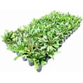 thumbnail image 3 of Ajuga Reptans Chocolate Chip I 3 Live Plants  Dense Ground Cover Plant with Miniature Dark Foliage, Perfect for Gardens, Borders, & Shaded Areas, 3 of 9