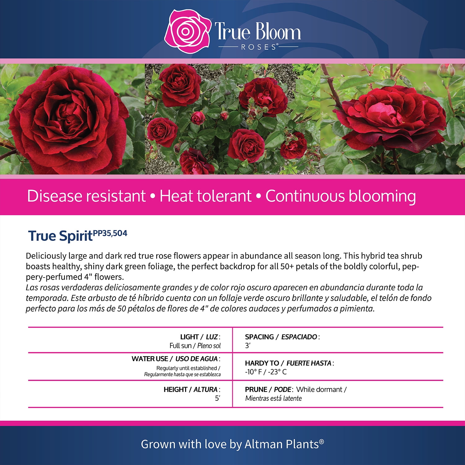 True Bloom 'True Spirit' PP28929 Red Rose Bush Plant, Red Roses, 8Qt. Pot, Full Sun, Live Plant