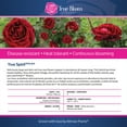 thumbnail image 6 of True Bloom by Altman Plants 'True Spirit' PP28929, Red Rose Bush, 8qt. Pot, Live Roses, Full Sun, 6 of 13
