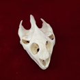 thumbnail image 3 of Cláneo de taxidermia con forma de calavera de animal real y tortuga para regalo educativo, 3 of 4