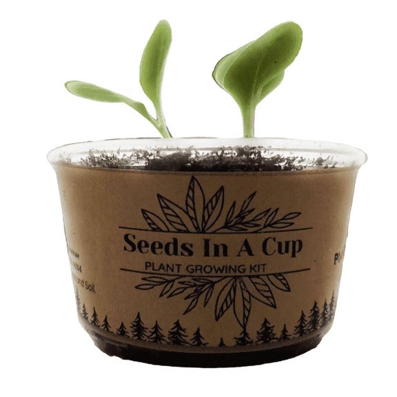 Seeds In A Cup Hazelnut Tree Plant Growing Kits