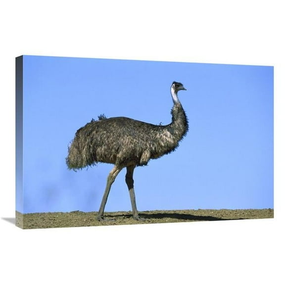 20 x 30 in. Emu Portrait, Sturt National Park, Australia Art Print - Konrad Wothe