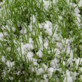thumbnail image 1 of Artificial Snowflakes Fake Magic Instant Snow Festival Party Decorations For Christmas Wedding Artificial Snow, 1 of 9
