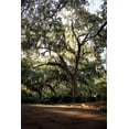thumbnail image 2 of Mossholder, Tim 11x14 White Modern Wood Framed Museum Art Print Titled - Oaks in Savannah, 2 of 4