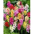 thumbnail image 1 of Tasc Flower Bulbs- Ixia Assorted, 1 of 2