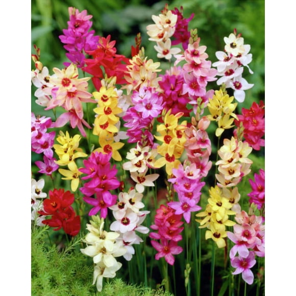 Tasc Flower Bulbs- Ixia Assorted