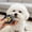 🔥 Blue_New, variant on onlyliua Dual-Purpose Pet Grooming Comb Facial Fur Dematting And Flea Removal Tool Stainless Steel Pins Massage Teeth Self-Cleaning One-Button Release For Dogs And Cats Grooming