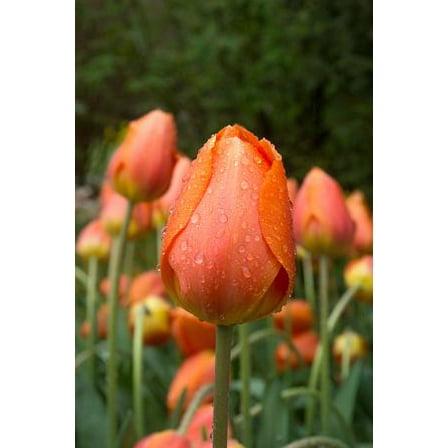 Lighting Sun Darwin Tulip 5 Bulbs 12/  cm Bulbs - Fragrant