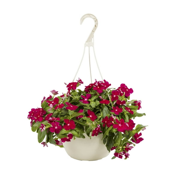 Expert Gardener 1.5gal Red Vinca Live Annual Plant Hanging Basket Sun