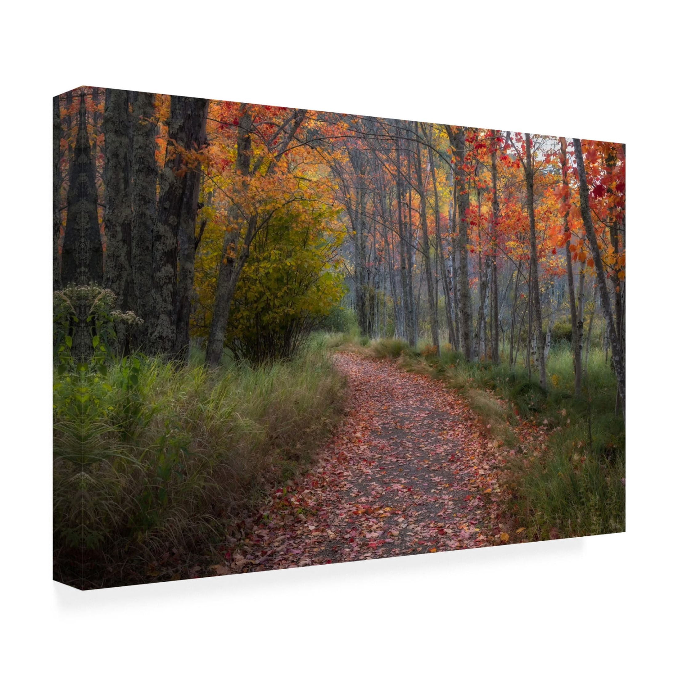 Trademark Fine Art Danny Head  Autumn Drive II Canvas Wall Art