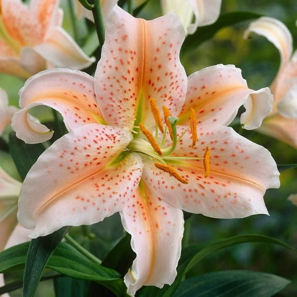 Flower Bulbs - Lilium Oriental Hybrid Salmon Star (8 Bulbs)