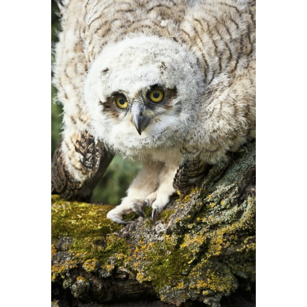 Baby Great Horned Owl (Bubo Virginianus); Leduc County