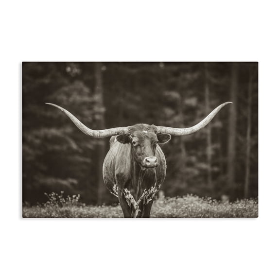 Stupell Industries Longhorn Among Flowers Animals Photography Wrapped Canvas Art Print Wall Art, 24 x 16