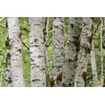 thumbnail image 4 of Red Alder | Medium Tree Seedling | The Jonsteen Company, 4 of 6
