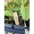 thumbnail image 4 of Peruvian White Guava Tree – Psidium Guajava, 4 of 6