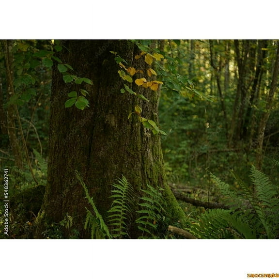 Moss Covered Fall Trees In Gre Coniferous Forest Photography Backdrops Prop Tropical Nature Landscape Theme Background ZL-08