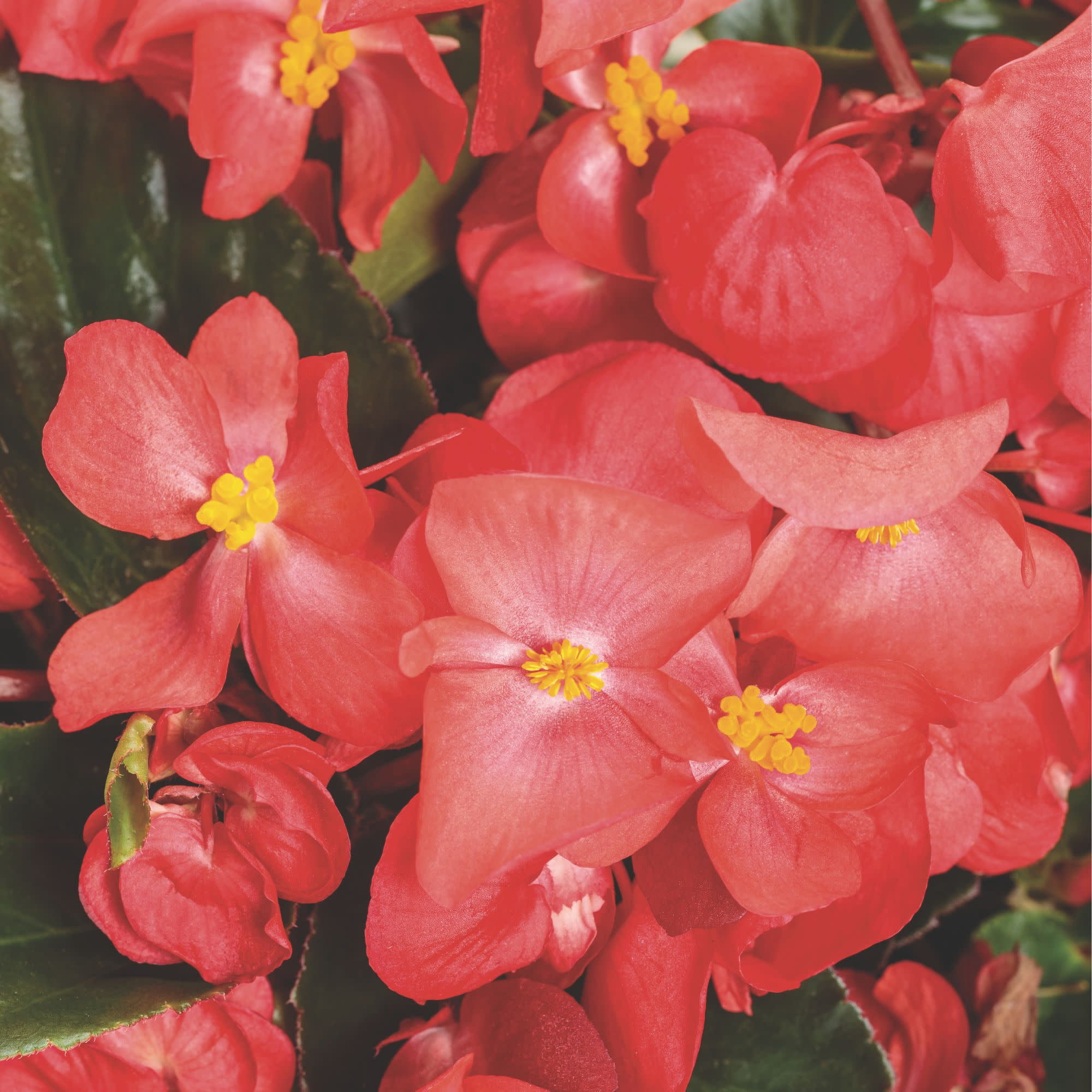 Proven Winners 4" Surefire Cascade Red Begonia Live Plant in 4.25" Pot (4 Count)