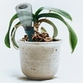 thumbnail image 7 of 4 Self-Watering Spikes for Indoor/Outdoor Plants, 7 of 7