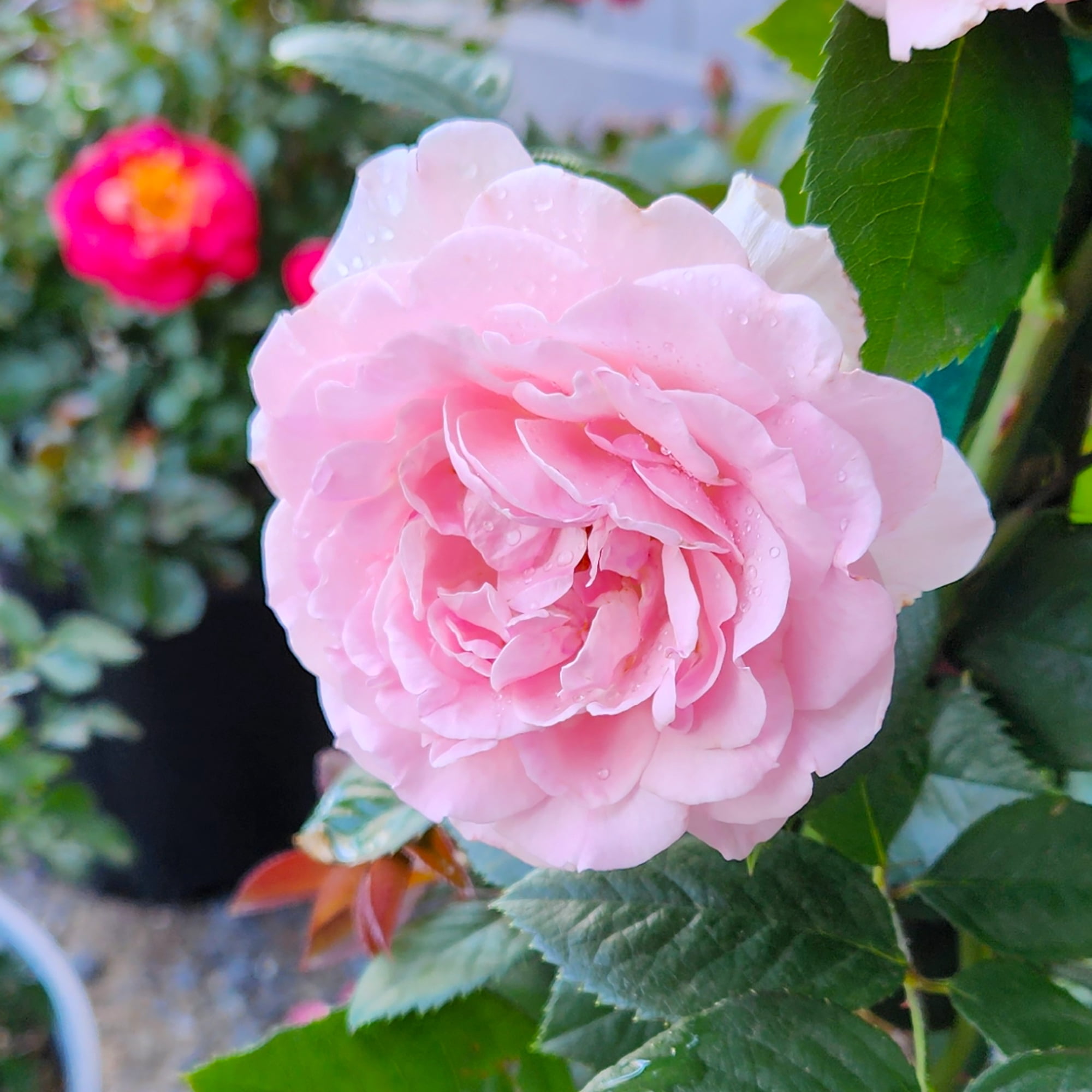 True Bloom 'True Devotion' PP28929 Soft Pink Rose Bush, 8Qt. Pot, Live Garden Roses, Full Sun