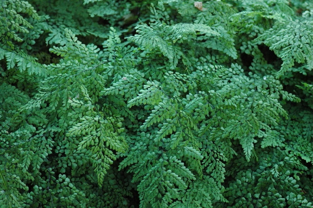 Hardy Himalayan Maidenhair Fern - Adiantum venustum - 4 ...