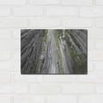 thumbnail image 3 of Luxe Metal Art 'Redwoods Forest IV BW With Color' by Alan Majchrowicz, Metal Wall Art, 16"x12", 3 of 7