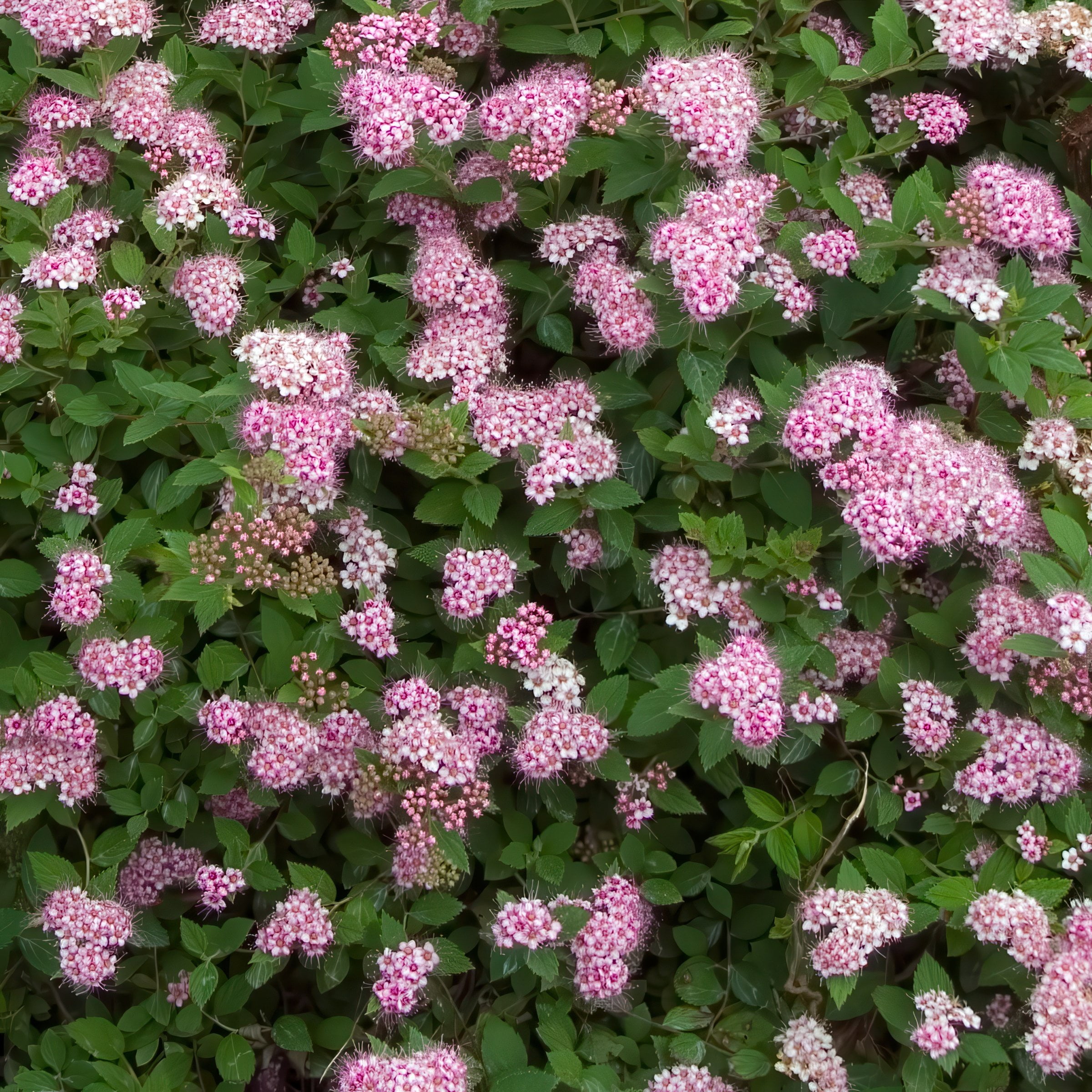 National Plant Network 3 gal. Spirea Little Princess Shrub