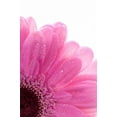 thumbnail image 2 of Murdock, Ramona 23x32 Black Ornate Wood Framed with Double Matting Museum Art Print Titled - Daisy Pink, 2 of 4