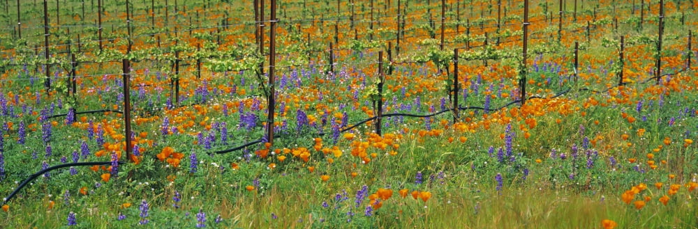 Agriculture - Wine grape vineyard in Spring showing early foliage with poppies and lupines growing in the row middles Santa Barbara County California USA Canvas Art - Timothy Hearsum Design Pics (30