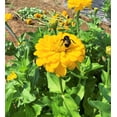 thumbnail image 4 of TomorrowSeeds - Canary Bird Zinnia Seeds - 1000+ Count - For 2026 Planting Yellow Zinnia Elegans, 4 of 4