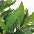 thumbnail image 2 of vidaXL Artificial Bay Tree Plant with Pot 49.2" Green, 2 of 5